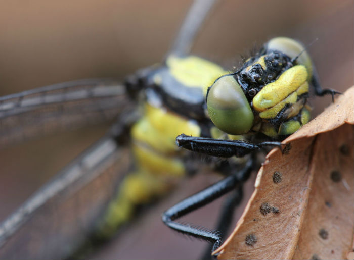 Pacific Clubtail Dragonfly